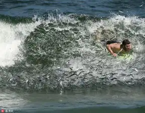 男子冲浪遭遇鱼群漩涡场面搞笑