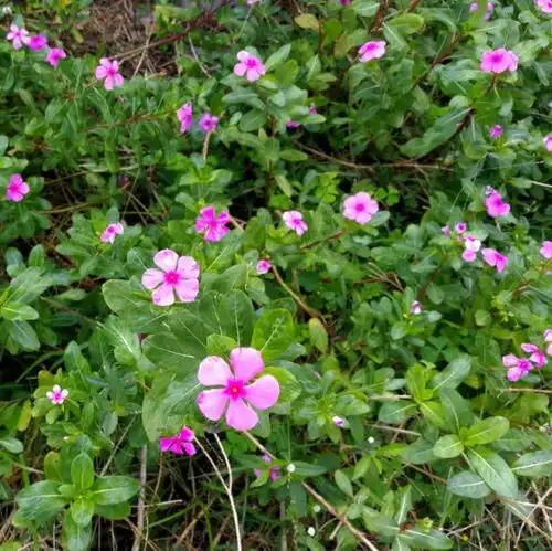 北师赏花路线和我在北师的花丛中走一走