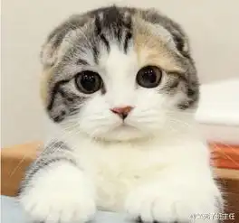 qq头像酷女生猫咪