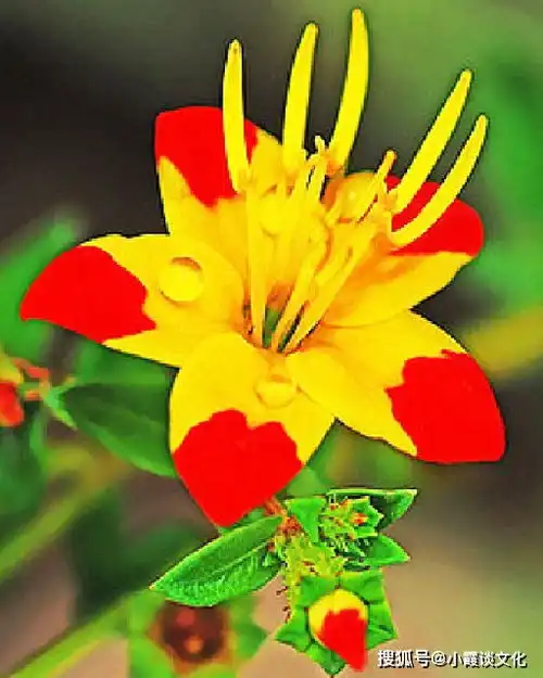 改变命运的花草头像