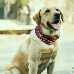 刘鹏视频直播全集刘鹏资料大全yy官方