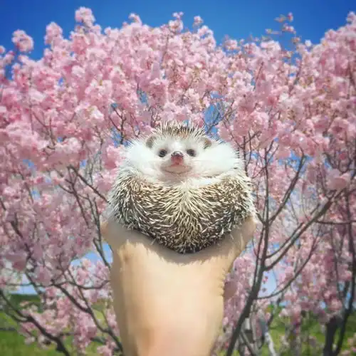 住豪宅出写真秀恩爱这只网红小刺猬的生活太让人羡慕了