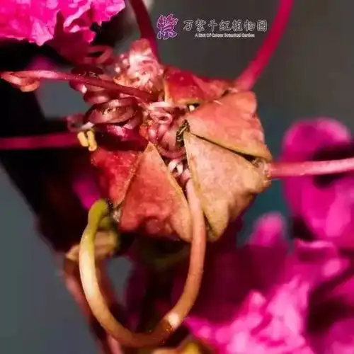 万紫千红植物园紫薇花已开,一路风景如画,美爆了