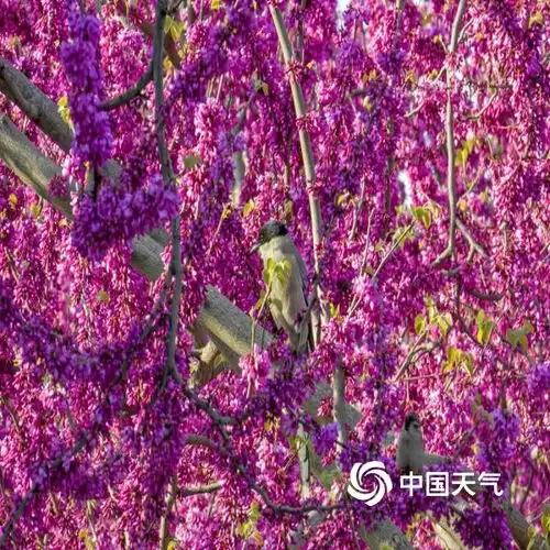 一路繁花河南汝州紫荆大道春色醉人