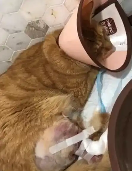 猫咪在家频繁遭遇意外之伤,导致骨折你的家真的安全吗