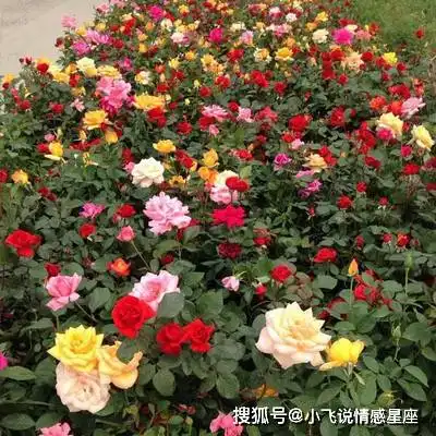 最有魅力的3个生肖女,越活越年轻,男人心目中的不老女神