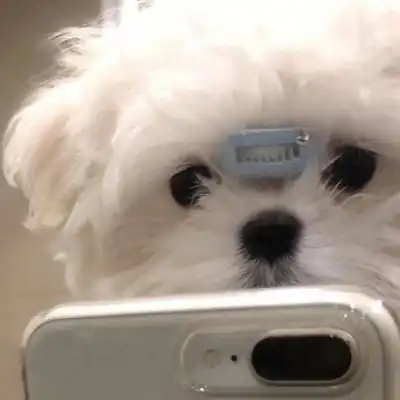 超级可爱的小动物头像希望喜欢微信头像我要个性网