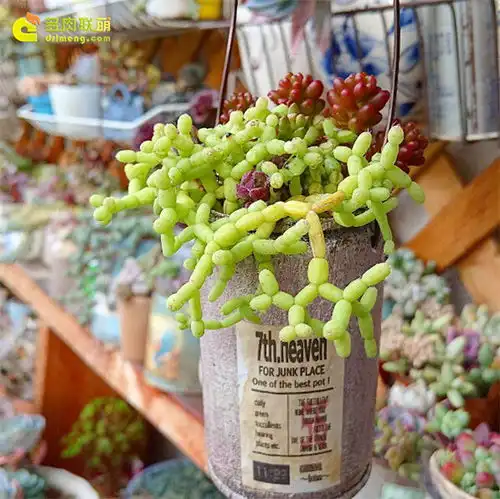 少女心的多肉植物多肉联萌