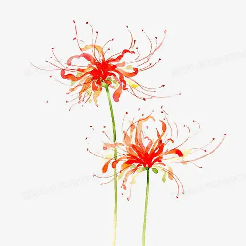 彼岸花彩绘免抠png图片素材免费下载彼岸png18001800像素熊猫办公