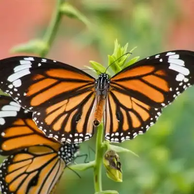 好看的蝴蝶微信头像唯美好看的真蝴蝶
