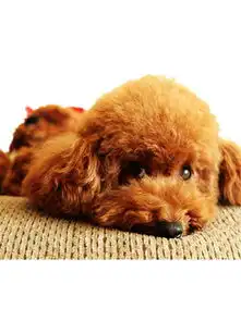 图片免费下载眼神素材眼神模板千图网