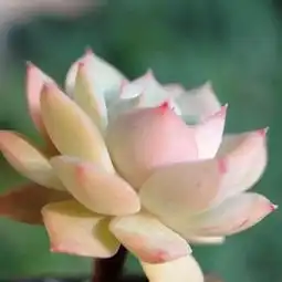 出去买多肉说这5句话,宰的就是你