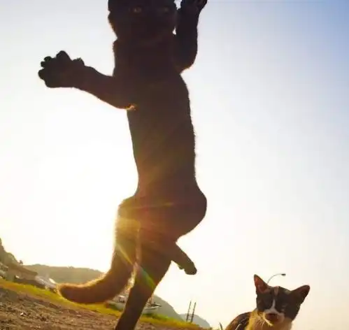 网友分享喵星人猫拳摄影术夕阳下最萌武术家的英姿