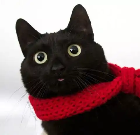 黑猫警长,就是如此漂亮