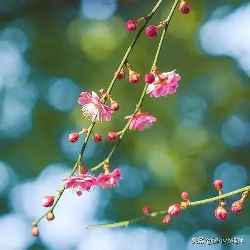 花开天涯海角,依旧在我心中芬香
