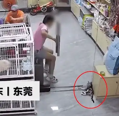 东莞一女孩在宠物店用玻璃门夹死小猫,店主约家长面谈解决