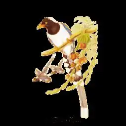 图片免费下载喜鹊花素材喜鹊花模板千图网