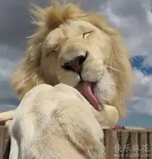 这头母狮子好享受啊