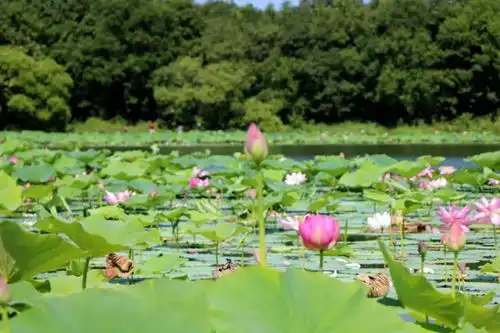 荷花我不想卷了,我想开了