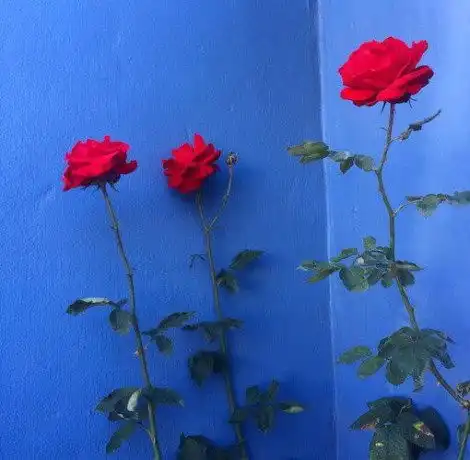 女孩子喜欢大叔的句子