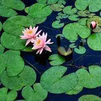 有关莲花意境微信头像微信头像图片大全