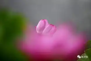 微信头像荷花女孩湿地