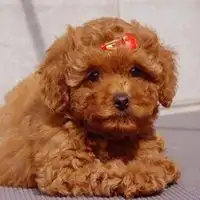 可爱泰迪熊微信头像微信头像图片大全