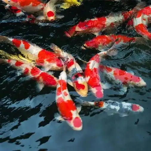 把锦鲤送给朋友希望朋友们吉祥如意,十全十美