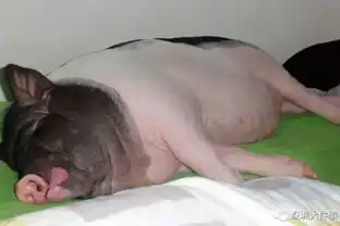 深圳女孩养400斤宠物猪5个壮汉才能抬