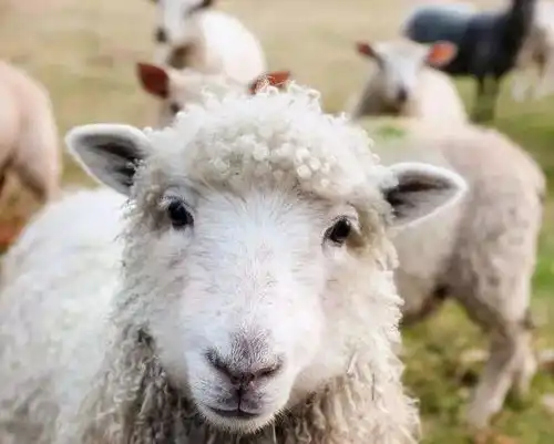 生肖羊头像霸气