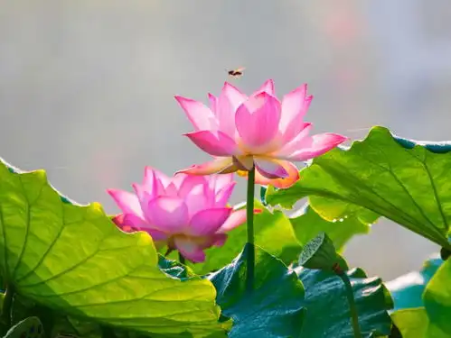 荷花我不想卷了,我想开了