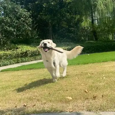 2023最新活力狗狗奔跑微信头像