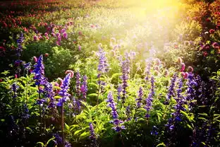 2018中国长春莲花山首届花海艺术节花海探秘