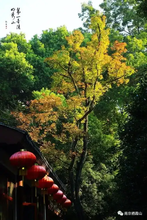 赶紧mark栖霞山最美风景季即将从这里开始
