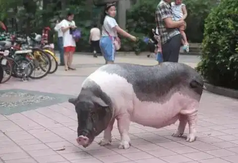 头像女生宠物肥猪