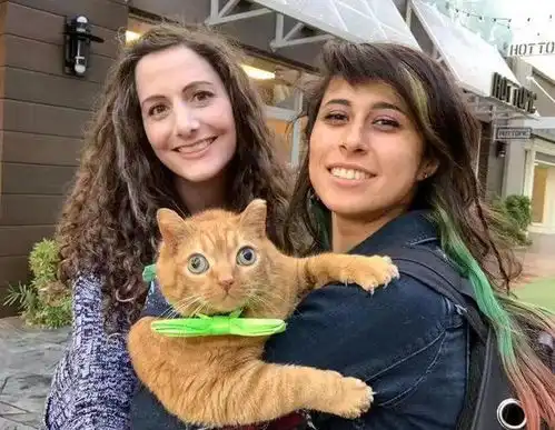 这只橘猫因为眼睛太大惨遭遗弃,被收养后直接火遍全网