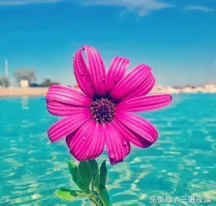 没有人会活得一无是处,也没有人能活得了无遗憾