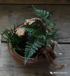 植一盆禅意苔藓盆栽