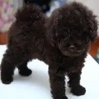 可爱泰迪熊微信头像微信头像图片大全