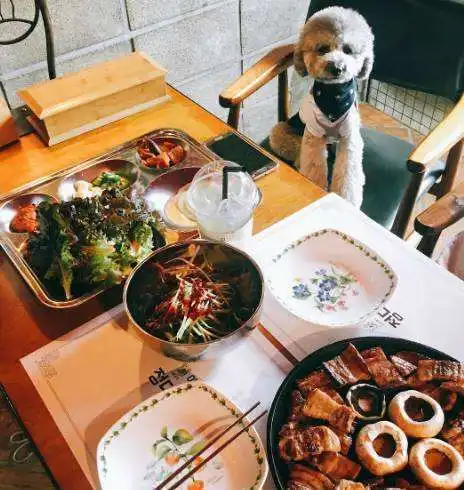 女子用公共餐具喂狗被辱骂回怼网友生而为人劝你善良