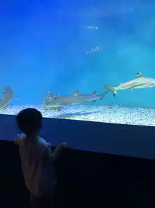 哈尔滨鲨鱼酒店亲子大床房哈尔滨鲨鱼酒店本来是没打算住在鲨鱼酒店的,但驴妈妈点评