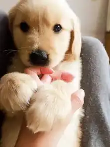 如果你说一个人活得像条狗,我想这是对他最大的赞誉...