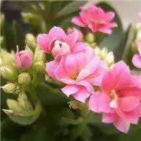 手拿海棠花动漫头像微信头像图片大全