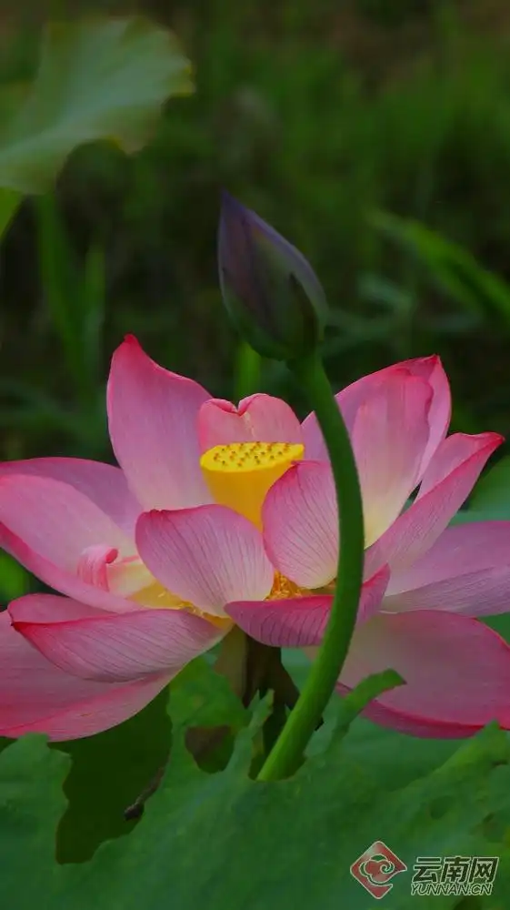 云南腾冲荷花绽放美在当夏