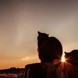 夕阳下的猫唯美头像