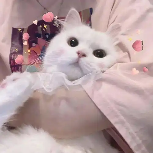 爱上有趣的个性头像