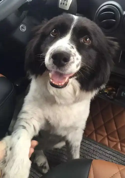 头像女生宠物五花