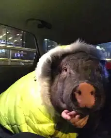 北京一女子与170斤宠物猪五花同睡一被窝