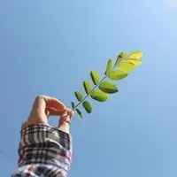 微信好运头像贵族气质