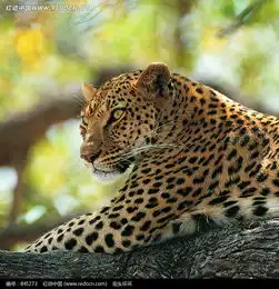 金钱豹微信头像动物